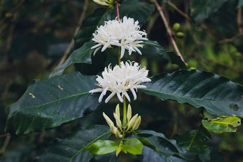 Free Stock Photo Of Arabica Coffee Coffee Flowers