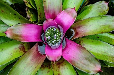 Premium Photo | Bromeliad flower plant blooming in the garden