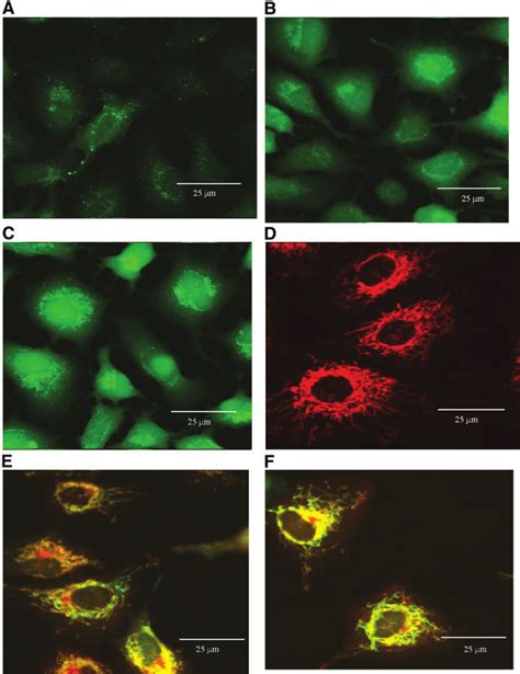 Pyocyanin Associated Ros Formation Localizes To Mitochondria A Cell