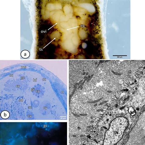 Gross Morphology Of Male Reproductive System And Testes A General Download Scientific Diagram