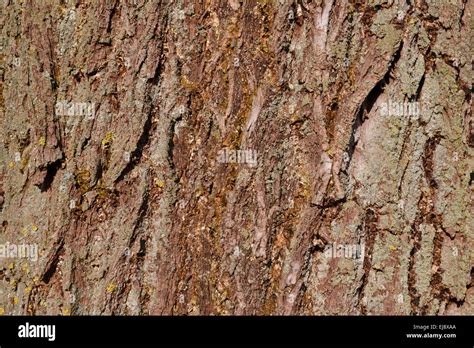 Willow Tree Bark Hi Res Stock Photography And Images Alamy