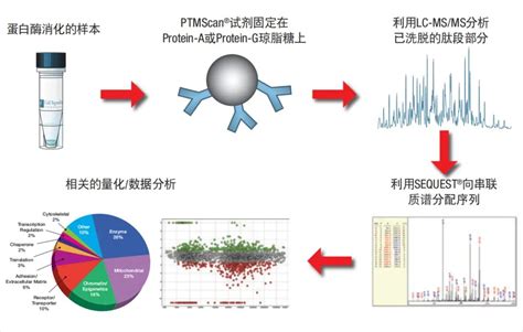 泛素化蛋白质组学技术及应用实例文献解析