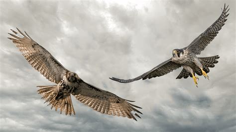 Falcon Vs Hawk: Do You Know The Difference? | IFLScience