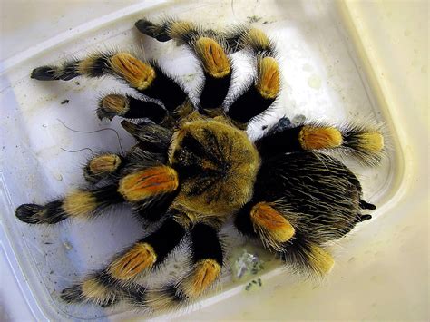 Bilder Wallpapertarantulaspiderarachnidinvertebrateorganism