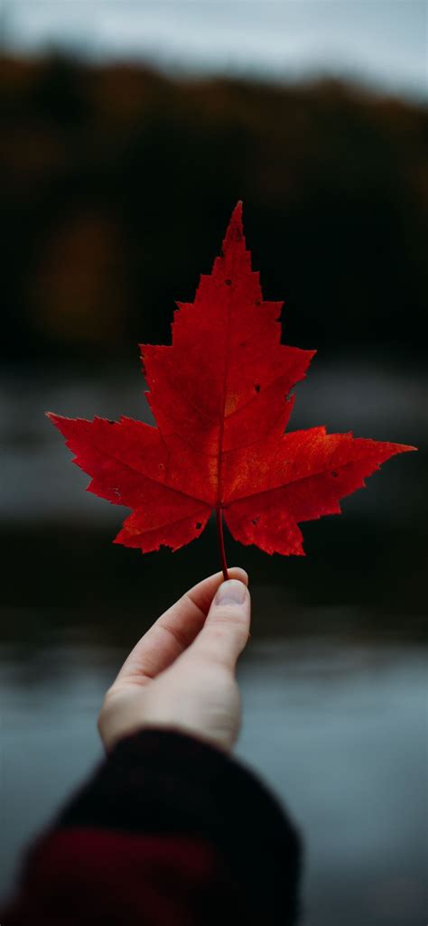 Best Canada flag iPhone HD Wallpapers - iLikeWallpaper