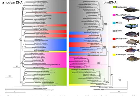 Figure 1 From Ancient Hybridization And Phenotypic Novelty Within Lake