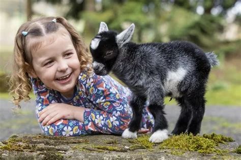 Baby Pygmy Goats