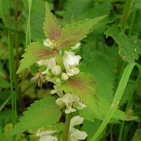 Lamium Album Wei E Taubnessel