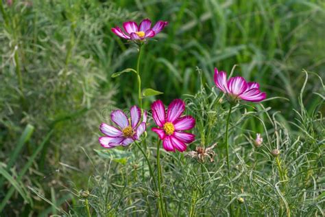 Sulfur Cosmos Or Pink Cosmos In The Garden Selective Focus Cosmos