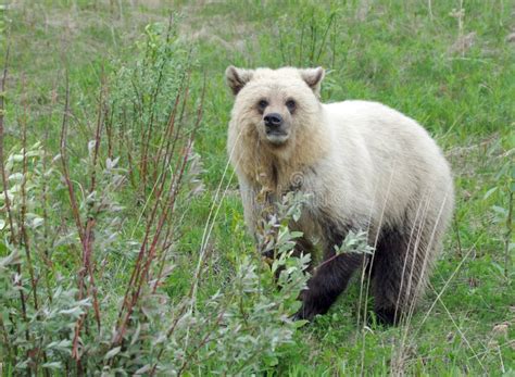 White Grizzly Stock Photo Image Of Chubby British Dangerous 29116178