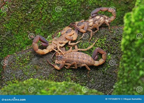 Two Scorpion Mothers Hottentotta Hottentotta Who Are Carrying Their