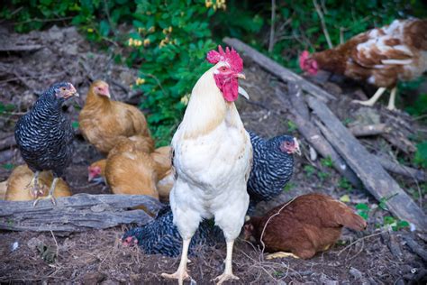 Rooster Guarding His Brood Of Hens By Carolinerutland On Deviantart