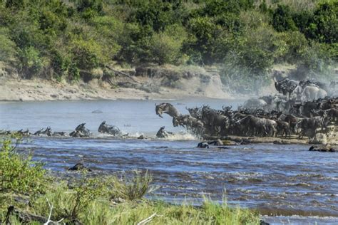 Days Amboseli Lake Naivasha Nakuru Masai Mara Safaris