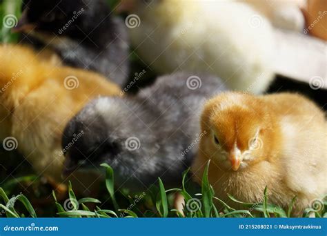 Many Little Chickens On The Green Grass Close Up Stock Image Image Of Chick Grass 215208021