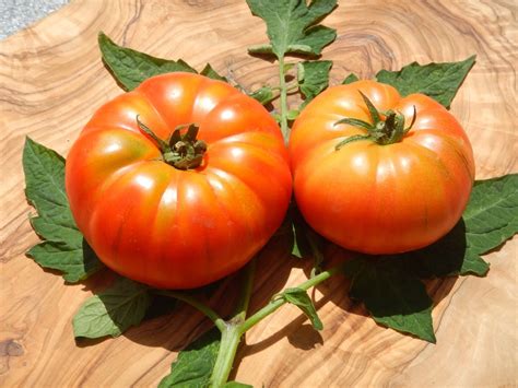 Old German rot gelbe Fleischtomate alte Sorte Früchte über 1kg