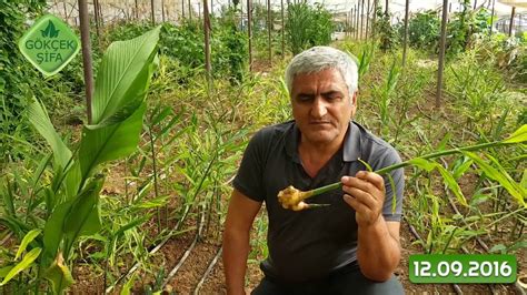 Zencefilin Faydaları Zencefil Hakkında Bilgiler Zencefil ile Bulantı