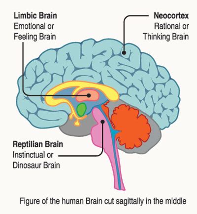 Neuro-biological basis of the concept of non-self (anatta) | Print ...