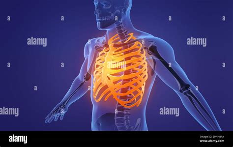 Human Skeleton Rib Cage Anatomy Stock Photo Alamy