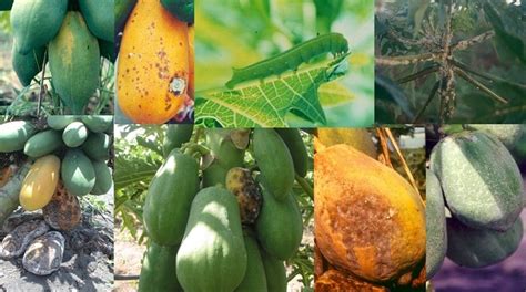 Manejo Integrado De Plagas Y Enfermedades En El Cultivo De Papaya