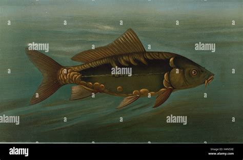 The Mirror Carp Cyprinus Carpio Harris William C William Charles