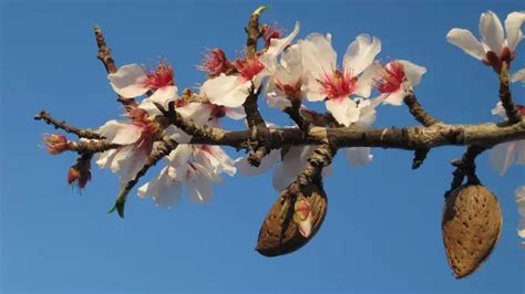 La Palabra De Dios Como Almendro Estúdio Bíblico Explicación Sitio