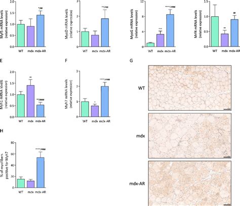 Effects Of AdipoRon Treatment On Muscle Regeneration And Composition In