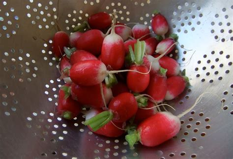 Radis | Katja | Flickr