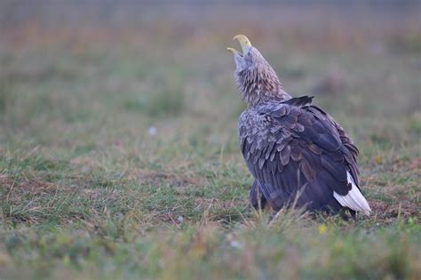 Another Day In Shelter Poland WildLife Kutno