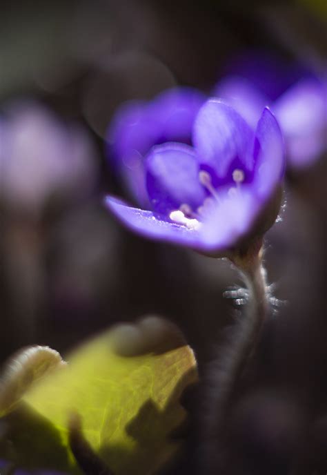 En Fleur Hepatica Nobilis Siv Domeij Flickr