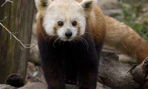 Red Panda Dies After Brain Disorder At Smithsonian Daily Mail Online