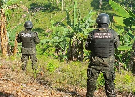 Decomisan Mil Arbusto Hoja De Coca Y Qu Micos Para Droga