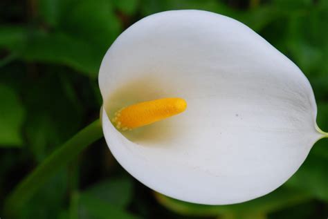 Zantedeschia Aethiopica Plantright