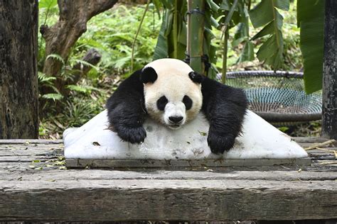 Giant Pandas Lay About On Ice As Guangzhou Temperatures Soar Cgtn