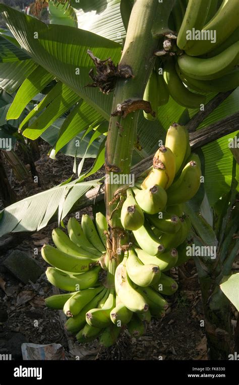 Manos De Plátanos Crecen En Tree Plant Plantas Banana Banana Palm Palms Frondas Frondas Plantas