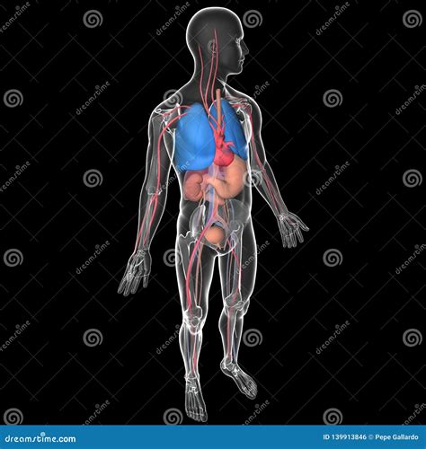 Cuerpo Humano Transparente Médico Del Ejemplo 3D Con Los órganos