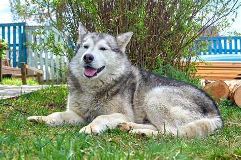 Agouti Husky: An Ultimate Guide to Agouti Siberian Huskies