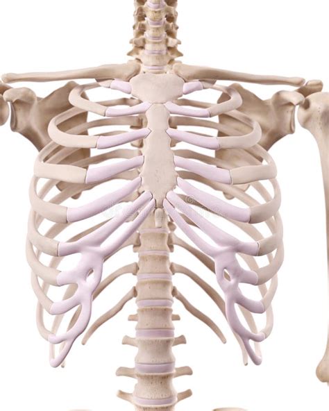 Thorax Skeletal Anatomy