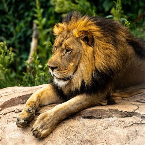 Adult Male Lion Lounging Atop A Sun Soaked Boulder Stock Image