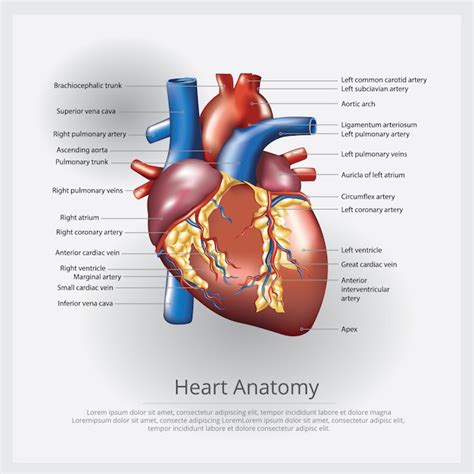 Anatomia Del Corazon Humano En Spanish