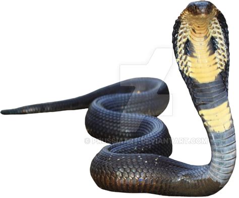 Cobra Schlange Transparent Png All