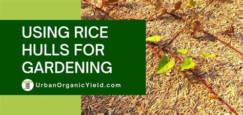 How To Use Rice Hulls For Gardening Urbanorganicyield