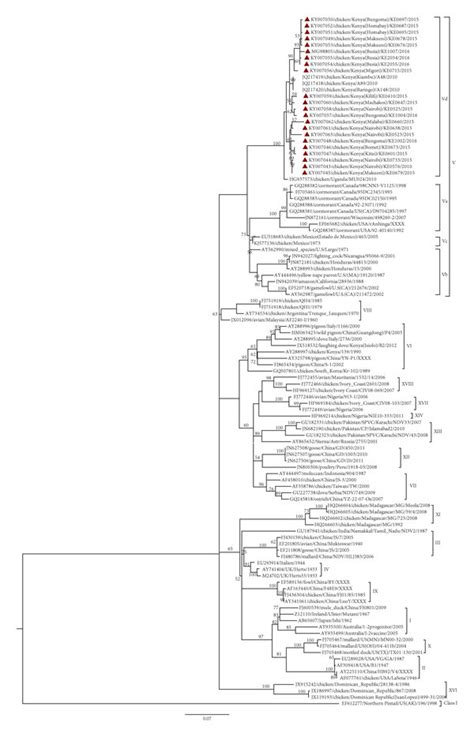 Phylogenetic Tree Of Partial Fusion F Gene Nucleotide Sequences Of