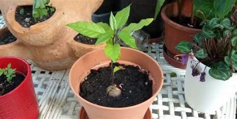 Come Ottenere Una Pianta Di Avocado Partendo Dal Seme