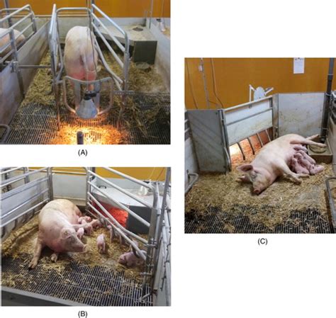 Full Article Piglet Mortality A Parallel Comparison Between Loose