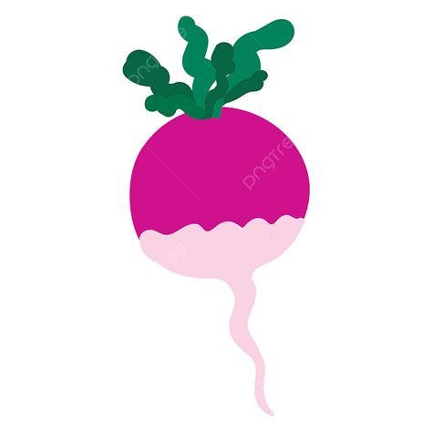 Radishes Clipart Transparent Png Hd Pink Radish Illustration Vector On