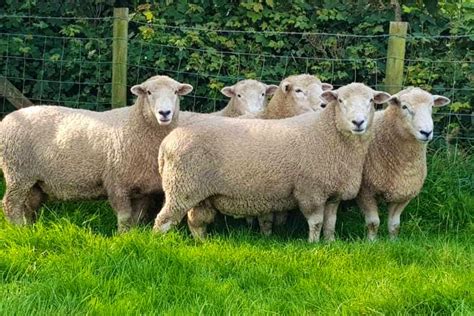 5 New Zealand Romney Breeding Rams | SellMyLivestock - The Online ...