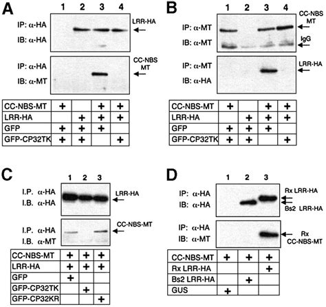 Interaction Between Domains Of A Plant NBSLRR Protein In Disease