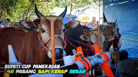 Suasana Kerapan Sapi Bupati Cup Pamekasan Di Lapangan Murtajih