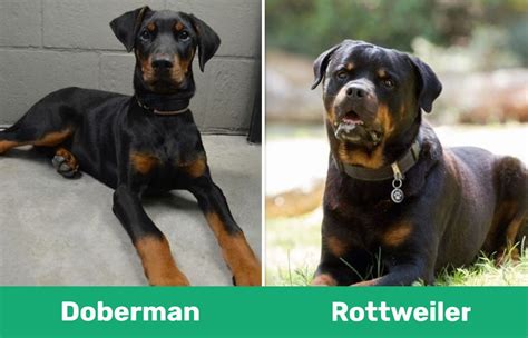 Doberman Vs Rottweiler The Key Differences With Pictures Dogster