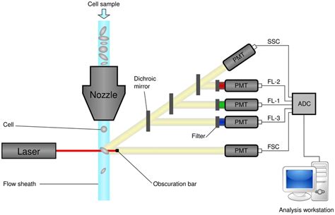 Schematic Diagram Of A Flow Cytometer Showing Focusing Of The Fluid Download Scientific